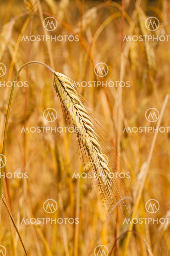 ripened cereals