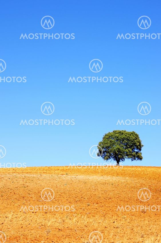 solitary tree in plowed field