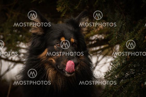 Portrait of Bohemian Shepherd under the pine.