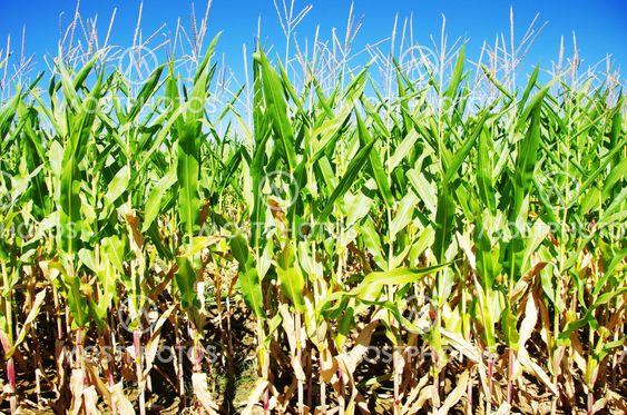 Rows of green maize in field
