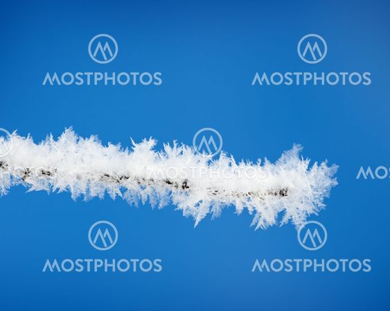 branch with snow