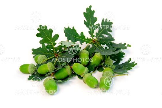 Acorns oak branches
