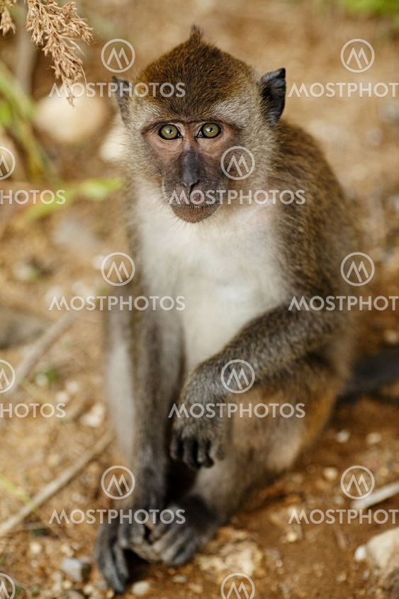 Macaque Monkey