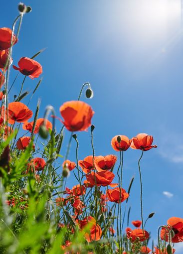 Countryside, sky and flowers in environment, blossom and...