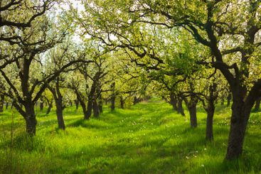 Green orchard with blossoming trees in spring surrounded...