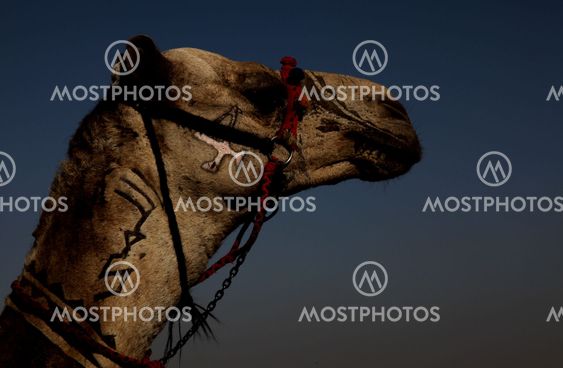 Camel