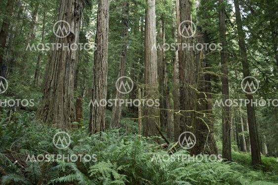 Redwood Forest Landscape
