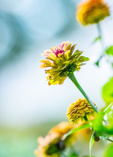 Colourful Common Zinnia in summer sun in a garden.