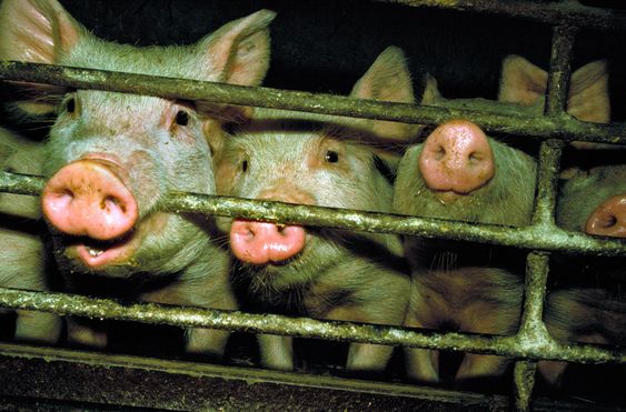 pigs