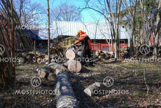 Worker cuts a wind fallen tree
