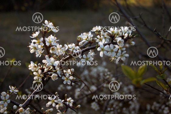 Flowers In Dawn