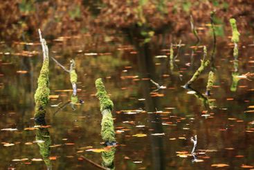 Moss-covered branches emerge from a reflective autumn...