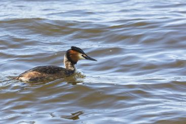Skäggdopping som simmar i en sjö