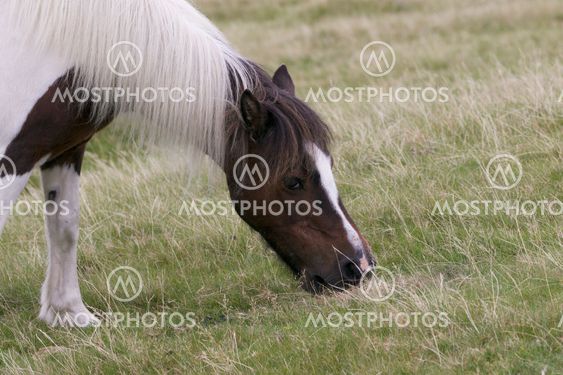 Dartmoor Pony feeding