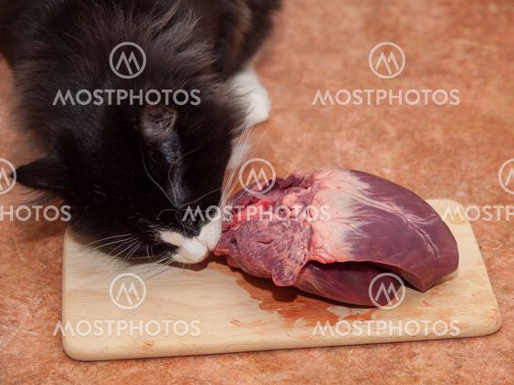 Kat og hjerte