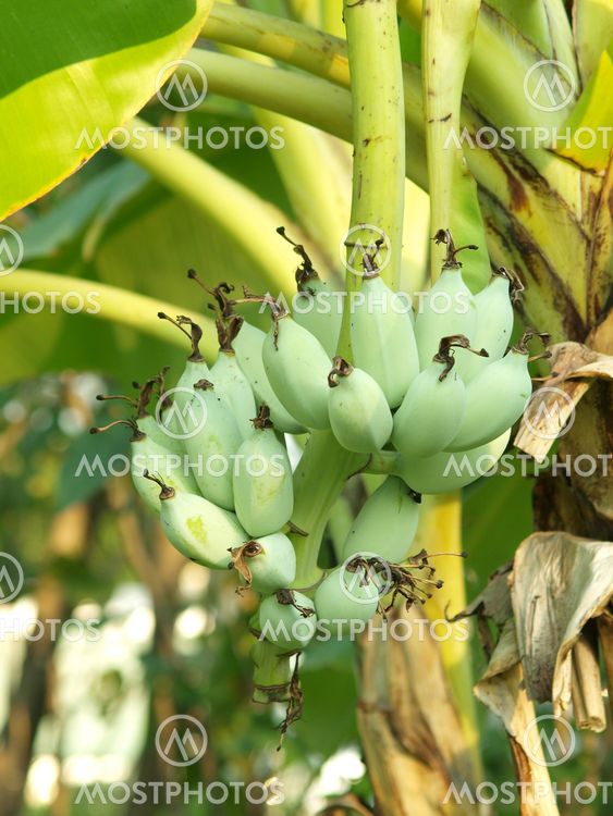 Grønne bananer på et træ, Thailand.