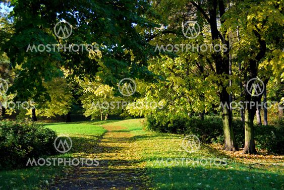 Autumn morning