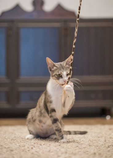 Cute cat plays with a cat feather toy at home