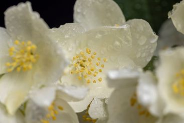 wet white jasmine flowers in the spring season