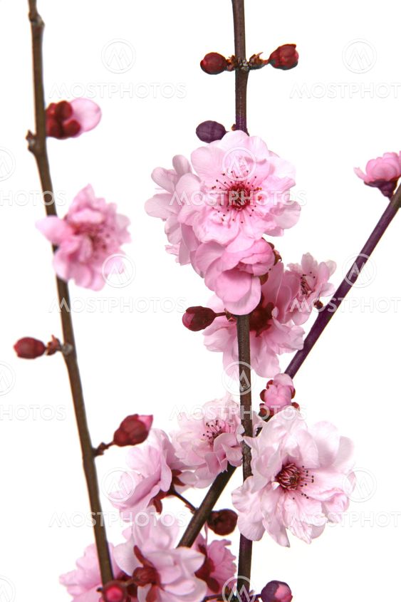 Stunning Image of Cherry Blossoms