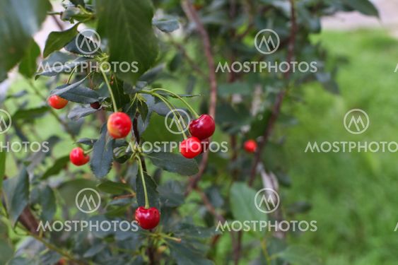 A close up of wild cherry