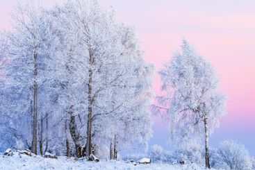 Frosty tree grove at dusk