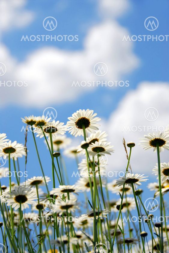 Daises with blue sky
