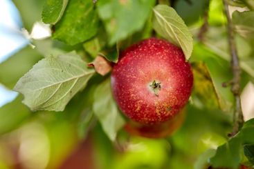 Apple, tree and orchard with closeup, growth and...