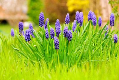 Traubenhyazinthe - grape hyacinth 01