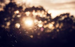 Gren i motljus solnedgång