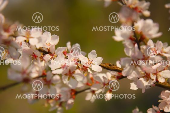 apple tree blossom