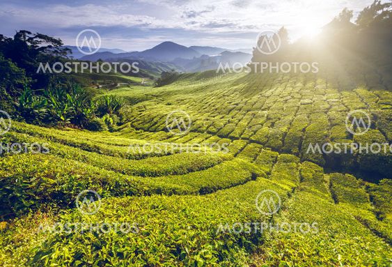 Tea plantation in Malaysia