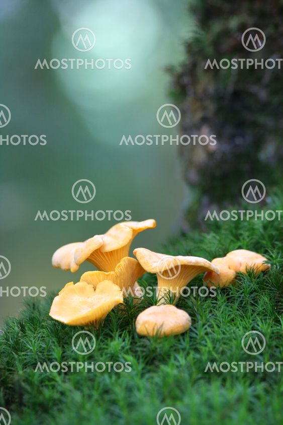 Chanterelles on the moss