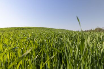 a green wheat field in the spring season