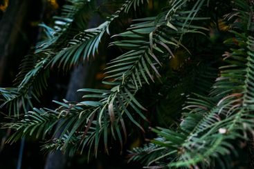 Wollemia nobilis, Close-Up of Wollemi Pine Branches in...