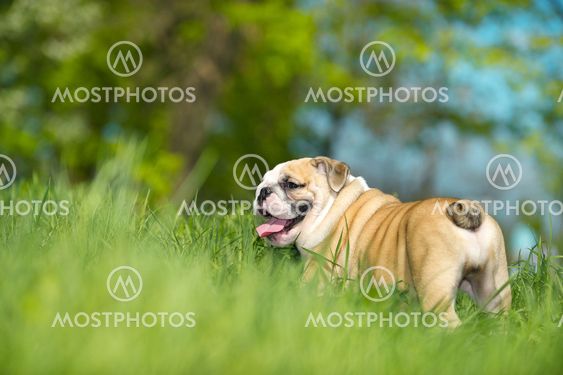 Cute english bulldog puppy outdoors