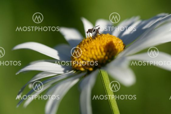 Flower and mosquito
