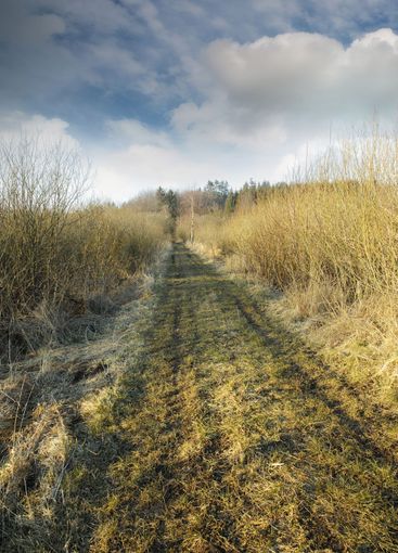 Dirt road though swamp land in early spring. Swampy land...