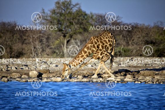 a giraffe trying to dring water in etosha national park namibia