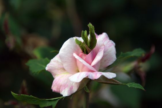 leaf rose
