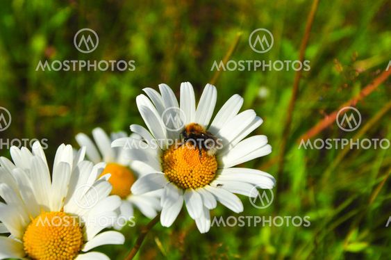 Bee at work