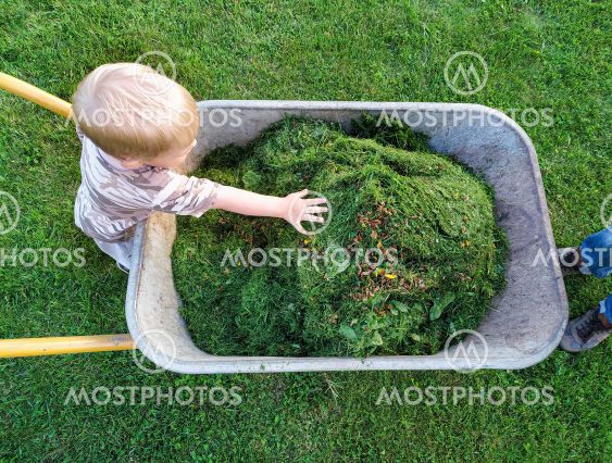 toddler flattens freshly cut grass in wheelbarrow by his...