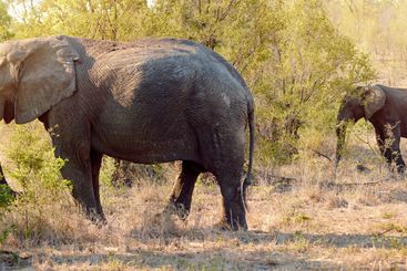 Safari wildlife, tourism and elephants on African nature...