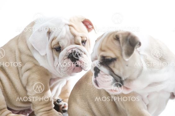 Cute english bulldog puppies isolated