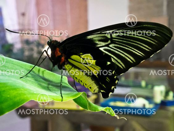 butterfly