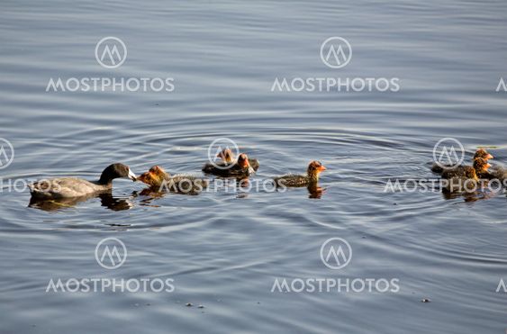 Waterhen Babies