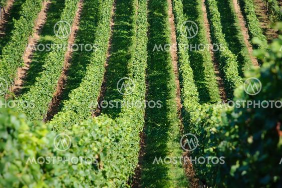 Green vineyards