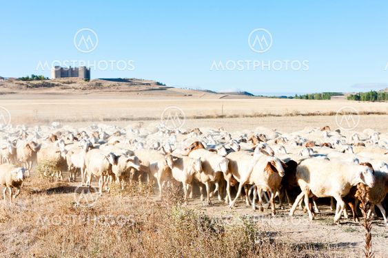 sheep herd, Montealegre, Castile and Leon, Spain