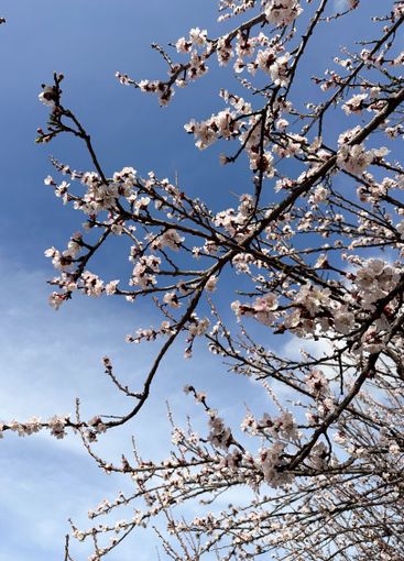 Blossoming tree branches against a clear blue sky....