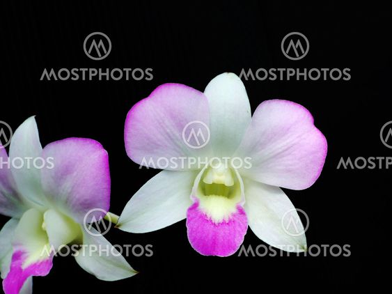 pink orchid on black background